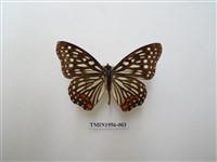 藏品(紅星脈蛺蝶)的圖片